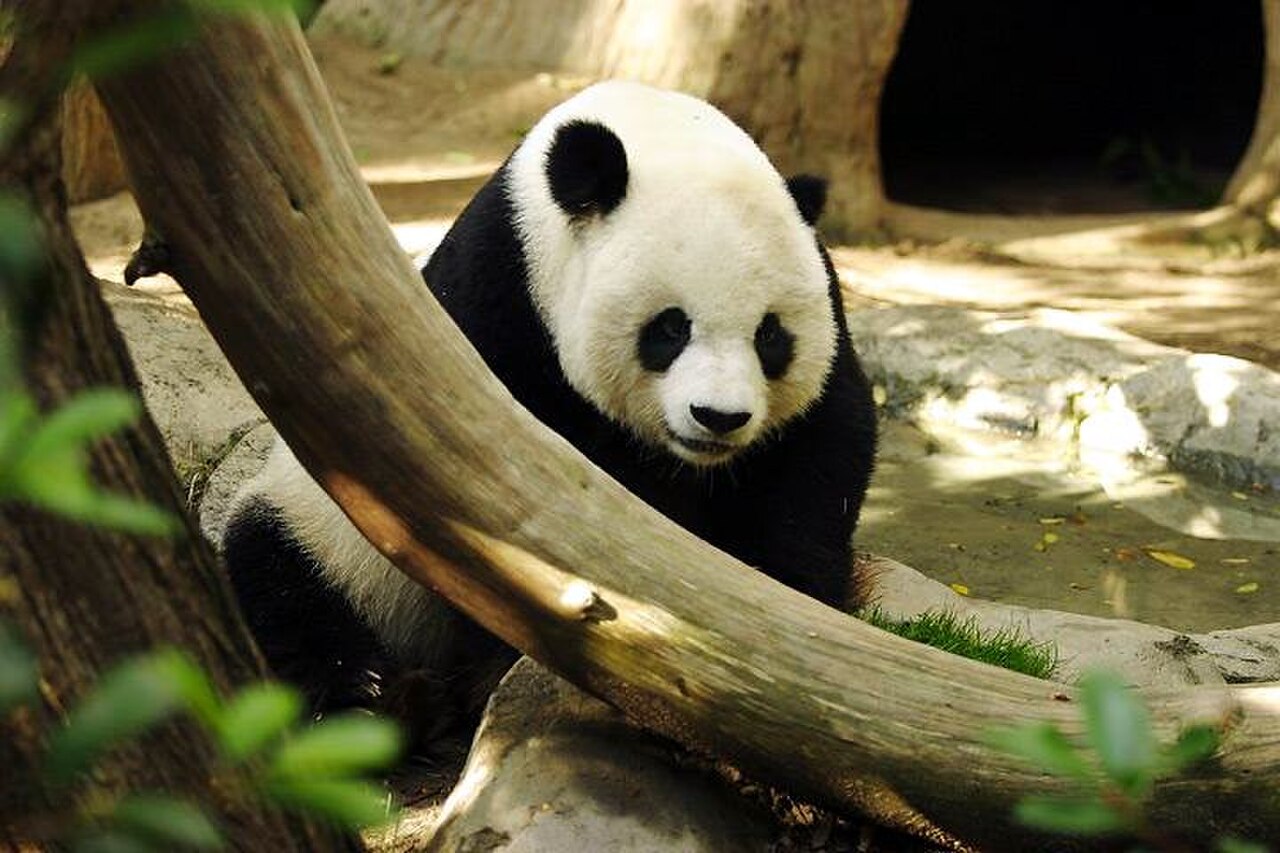 A giant panda eating bamboo at the Chengdu breeding base